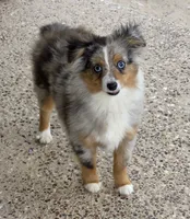 Snoopy (Teacup), a male Toy Australian Shepherd for sale in Normangee, TX – 1 of 3