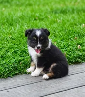 Dallas, a male Toy Australian Shepherd for sale in Normangee, TX – 3 of 3