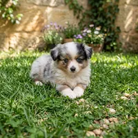 Kirby, a male Toy Australian Shepherd for sale in Normangee, TX – 4 of 4