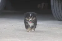 Rain's BTM, a male Toy Australian Shepherd for sale in Normangee, TX – Photo 4 of 6