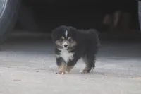 Rain's BTM, a male Toy Australian Shepherd for sale in Normangee, TX – Photo 6 of 6