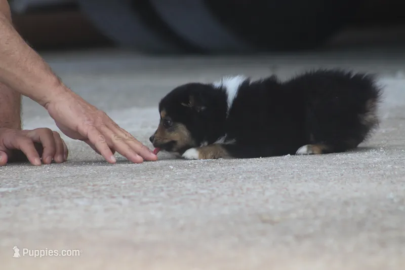 Rain's BTM – Toy Australian Shepherd puppy for sale in Normangee, TX