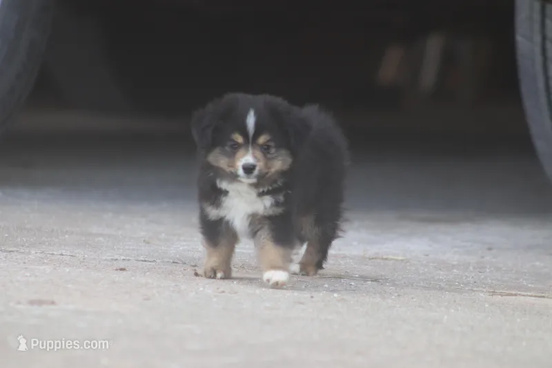 Rain's BTM – Toy Australian Shepherd puppy for sale in Normangee, TX