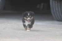 Rain's BTM, a male Toy Australian Shepherd for sale in Normangee, TX – Photo 5 of 6