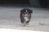 Rain's BTM, a male Toy Australian Shepherd for sale in Normangee, TX – Photo 3 of 6