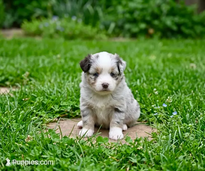 Bailey, a female Toy Australian Shepherd for sale in Normangee, TX – 1 of 5
