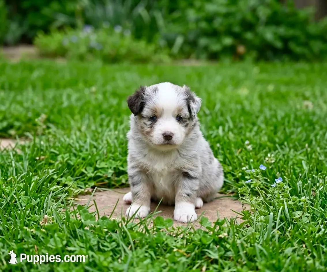 Bailey, a female Toy Australian Shepherd for sale in Normangee, TX – 1 of 5
