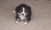 Manor, a male Toy Australian Shepherd for sale in Normangee, TX – 2 of 5