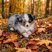 Kirby, a male Toy Australian Shepherd for sale in Normangee, TX – 2 of 4