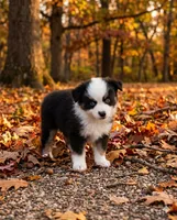 Waco, a male Toy Australian Shepherd for sale in Normangee, TX – 2 of 4