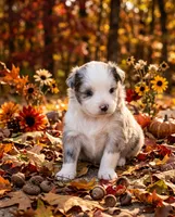 Bailey, a female Toy Australian Shepherd for sale in Normangee, TX – 4 of 5