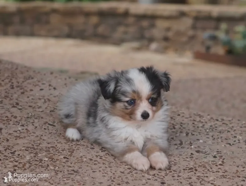 Kirby, a male Toy Australian Shepherd for sale in Normangee, TX – 1 of 4