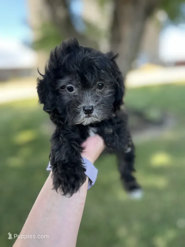 Griffin  – Shihpoo, Shih Tzu puppy for sale in Scales Mound, IL
