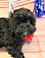Ellinor, a female Shihpoo for sale in Scales Mound, IL – Photo 1 of 3