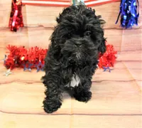 Ellinor, a female Shihpoo for sale in Scales Mound, IL – Photo 2 of 3