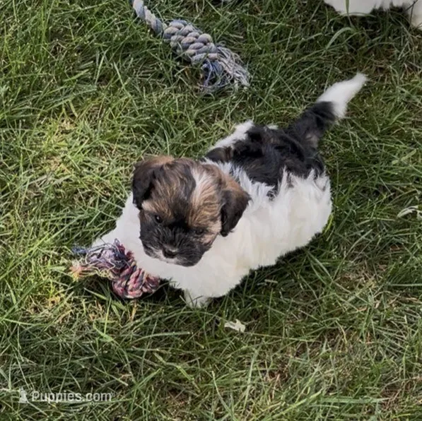 Fox – Shihpoo puppy for sale in Scales Mound, IL