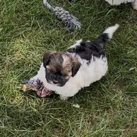 Fox, a male Shihpoo for sale in Scales Mound, IL – 1 of 1