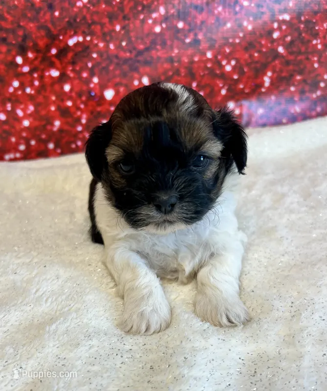 Fox – Shihpoo puppy for sale in Scales Mound, IL