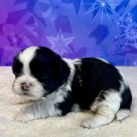 Legacy, a male Shihpoo and Shih Tzu for sale in Scales Mound, IL – Photo 2 of 2