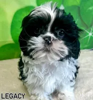 Legacy, a male Shihpoo and Shih Tzu for sale in Scales Mound, IL – Photo 1 of 2