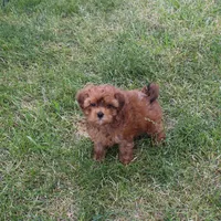 Hayes, a male Cavapoo for sale in Scales Mound, IL – Photo 1 of 2
