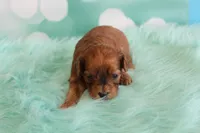 Hayes, a male Cavapoo for sale in Scales Mound, IL – Photo 2 of 2