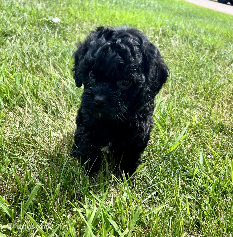 Linden – Cavapoo puppy for sale in Scales Mound, IL