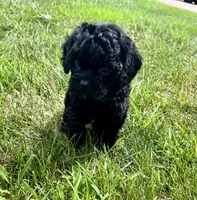 Linden, a male Cavapoo for sale in Scales Mound, IL – 1 of 1