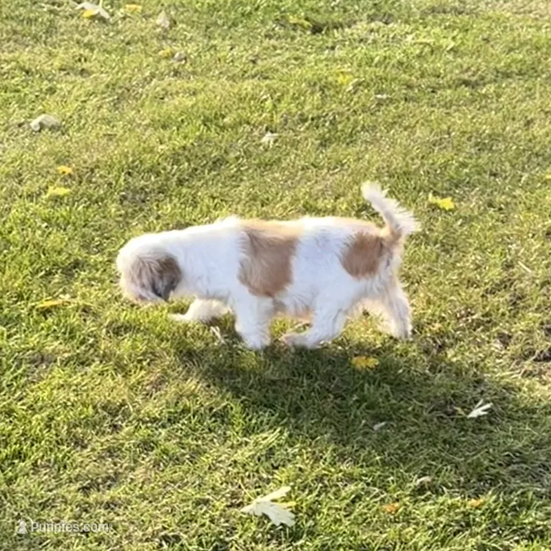 Piper – Shih Tzu puppy for sale in Scales Mound, IL