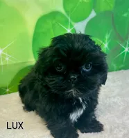 Lux, a male Shihpoo and Shih Tzu for sale in Scales Mound, IL – Photo 1 of 3
