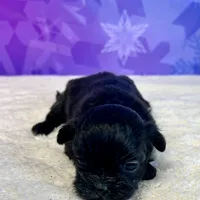 Lux, a male Shihpoo and Shih Tzu for sale in Scales Mound, IL – Photo 3 of 3