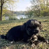 Lux, a male Shihpoo and Shih Tzu for sale in Scales Mound, IL – Photo 2 of 3