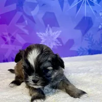Luca, a male Shihpoo and Shih Tzu for sale in Scales Mound, IL – Photo 2 of 2