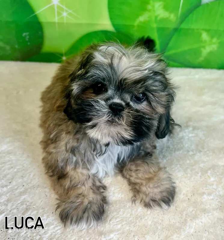 Luca – Shihpoo, Shih Tzu puppy for sale in Scales Mound, IL
