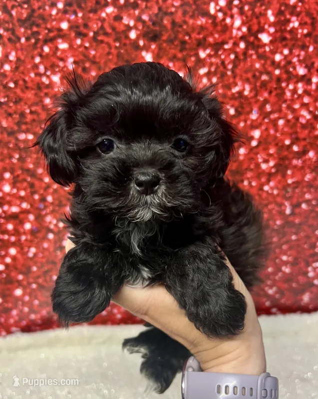 Gatsby – Shihpoo, Shih Tzu puppy for sale in Scales Mound, IL