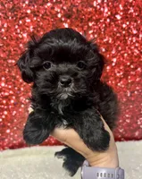 Gatsby, a male Shihpoo and Shih Tzu for sale in Scales Mound, IL – 1 of 1