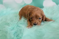 Harding, a male Cavapoo for sale in Scales Mound, IL – Photo 2 of 2