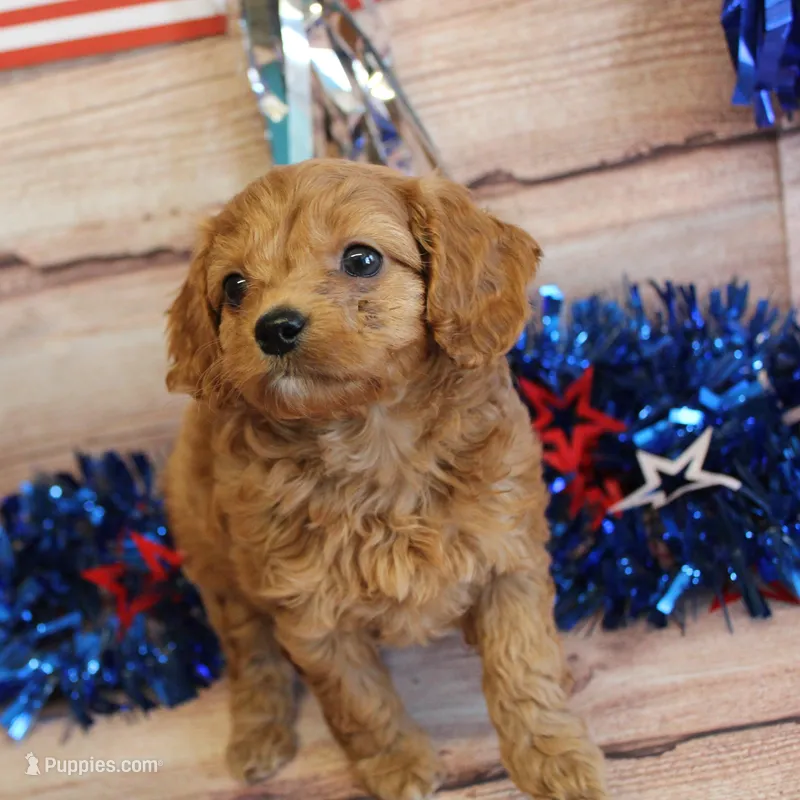 Harding, a male Cavapoo for sale in Scales Mound, IL – Photo 1 of 2