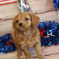 Harding, a male Cavapoo for sale in Scales Mound, IL – Photo 1 of 2