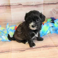 Grant, a male Shihpoo for sale in Scales Mound, IL – Photo 3 of 3