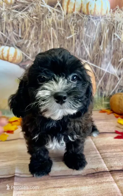 Grant, a male Shihpoo for sale in Scales Mound, IL – Photo 1 of 3