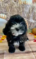 Grant, a male Shihpoo for sale in Scales Mound, IL – Photo 1 of 3