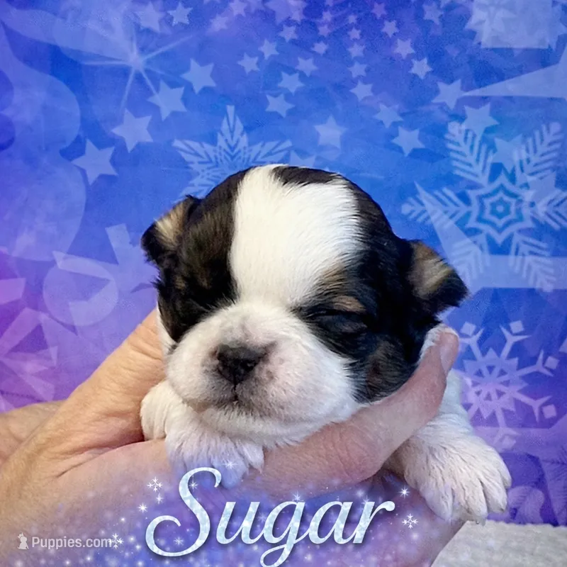 Sugar