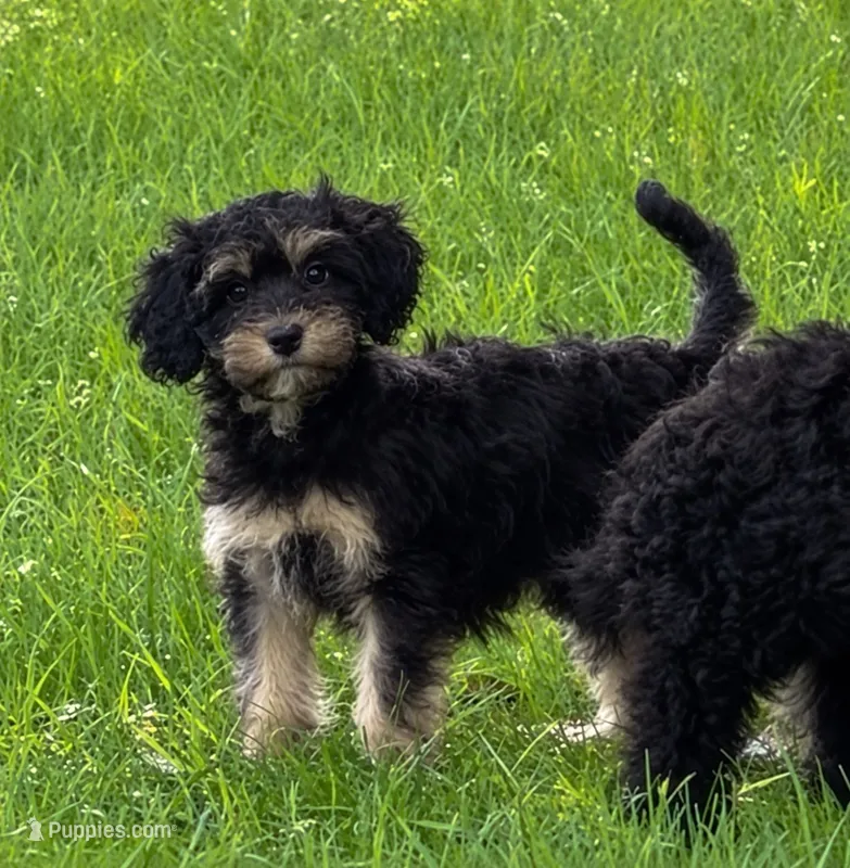 Matilda – Cavapoo puppy for sale in Scales Mound, IL