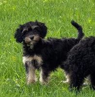 Matilda, a female Cavapoo for sale in Scales Mound, IL – 1 of 1