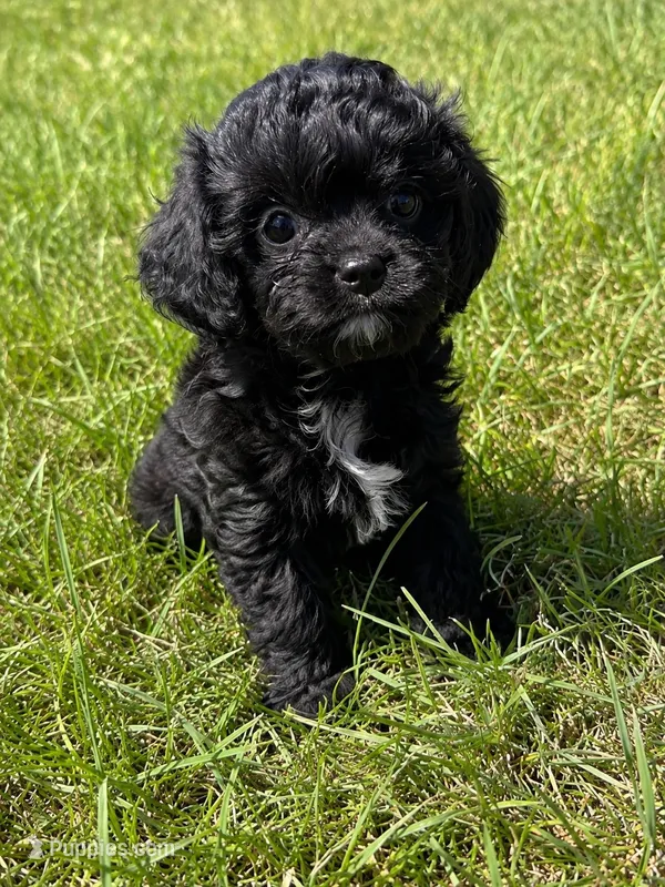 Lottie – Cavapoo puppy for sale in Scales Mound, IL