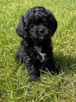 Lottie, a female Cavapoo for sale in Scales Mound, IL – 1 of 1
