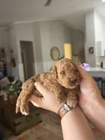 Zane , a male Poodle - Miniature  for sale in El Mirage, AZ – 2 of 7