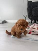 Simba, a male Poodle - Miniature  for sale in El Mirage, AZ – 2 of 7