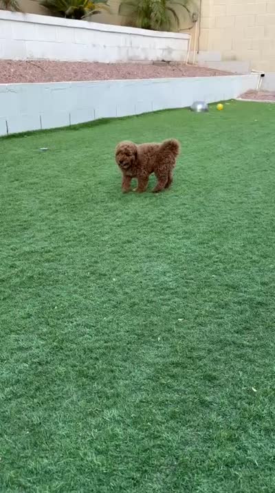 Simba, a male Poodle - Miniature  for sale in El Mirage, AZ – 3 of 7